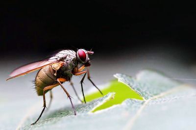 Close-up of insect on leaf