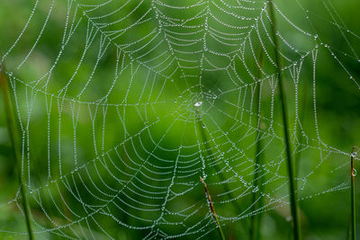 Close-up of spider web