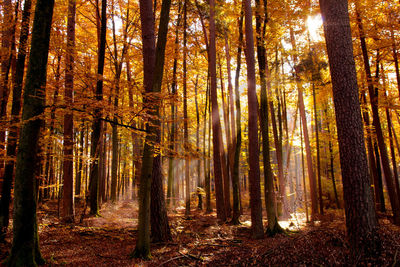 Trees in forest