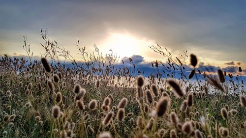 Close-up of plants on field against sky