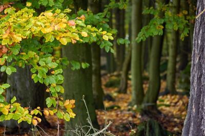 Close-up of fresh green leaves in forest