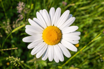 Close-up of fresh white daisy flower