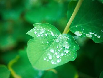 Close-up of water drops on leaf