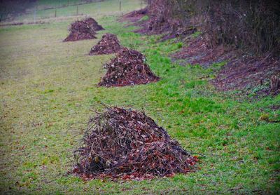 View of tree stump on field