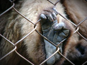 Close-up of monkey in cage at zoo