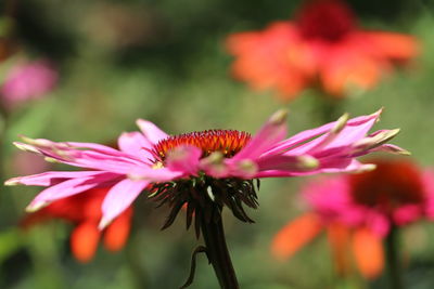 Close-up of pink flowering plant