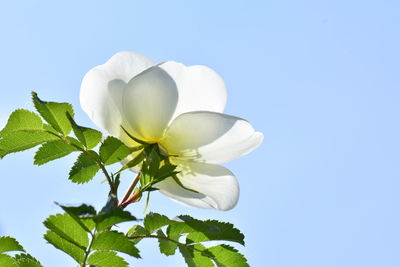 Close-up of white flowering plant against clear sky