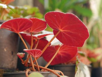 Close-up of red flowering plant