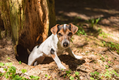 Portrait of a dog on field