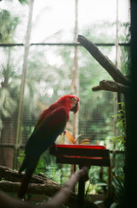 View of bird perching on feeder