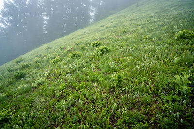 Scenic view of landscape
