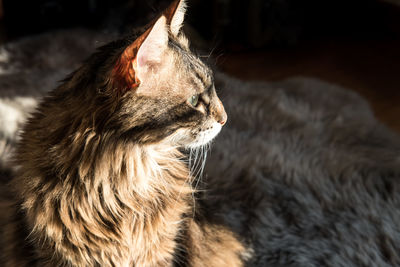 Close-up of a cat looking away