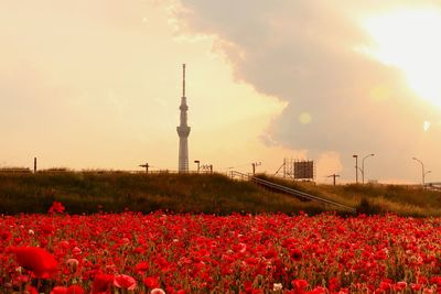 View of flowers on field at sunset