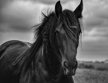 Close-up of a horse