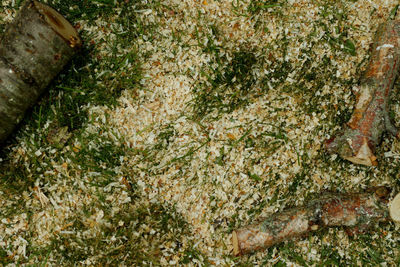 High angle view of plants in water