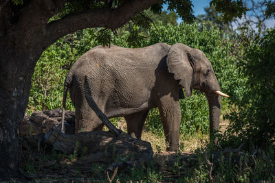 Elephant walking by trees in forest