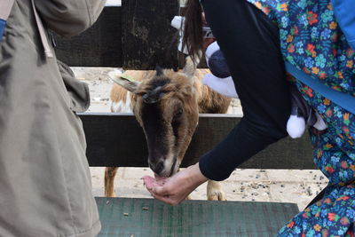 Woman feeding goat through fence