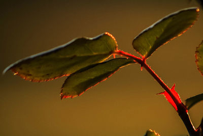 Close-up of leaves