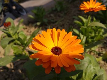 High angle view of orange flower