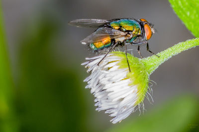 Close-up of butterfly perching on flower