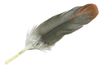 Close-up of feather against white background