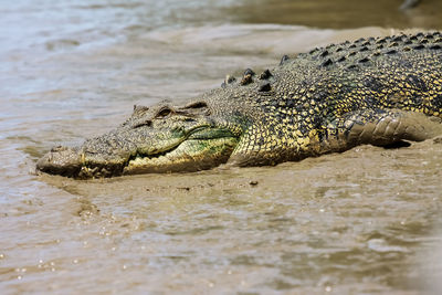 Close-up of a saltwater crocodile resting on the riverbank