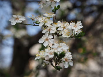 Close-up of cherry blossoms