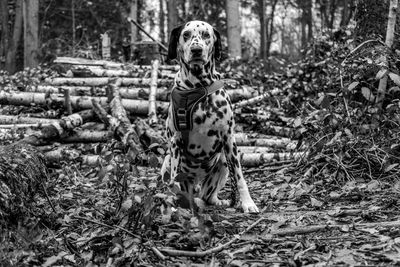 Portrait of dog sitting on land in forest