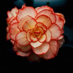 Close-up of red rose against black background