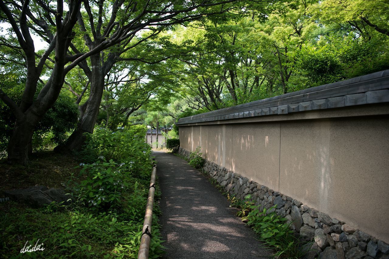 TREES ON COBBLESTONE