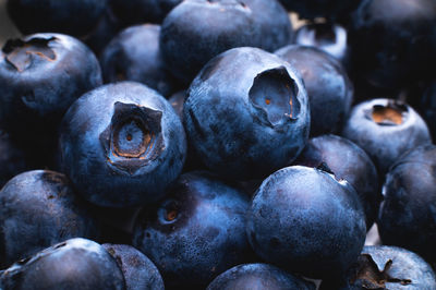 Group of fresh blueberries, close-up. macro studio shot