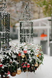 Close-up of plants in snow