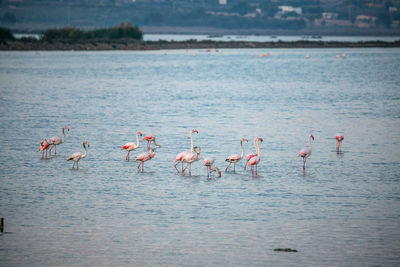 Birds in lake