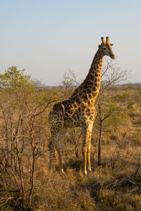 Giraffe standing on field against sky