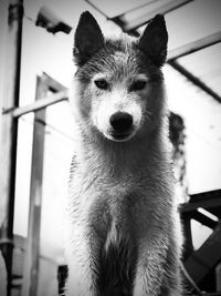animal themes