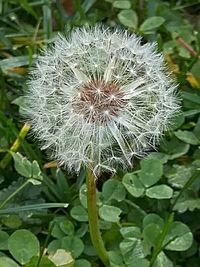 Close-up of dandelion