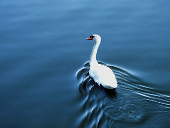 High angle view of swan swimming in lake