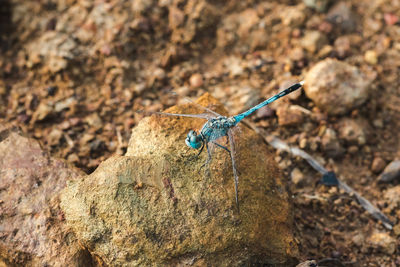 Close-up of insect on rock