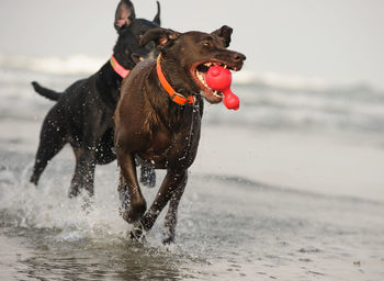 Dogs running at beach against sky