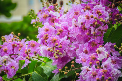 Close-up of pink flowers