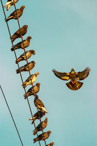 Low angle view of birds flying against clear sky