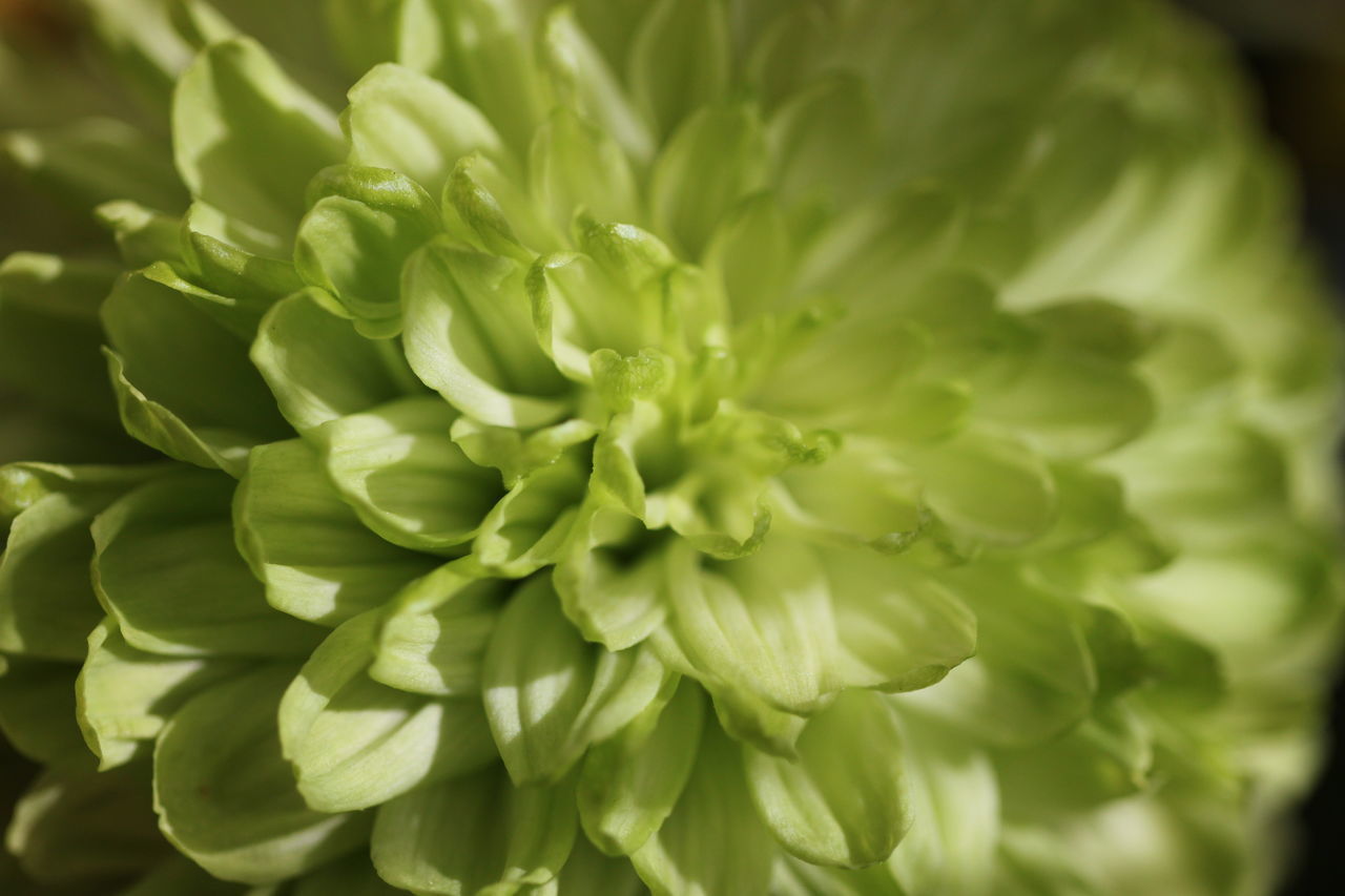 CLOSE-UP OF GREEN PLANT