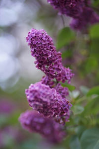 Close-up of pink flowering plant