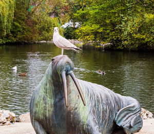 View of pelican on rock by lake