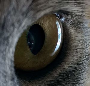 Close-up of cat eye