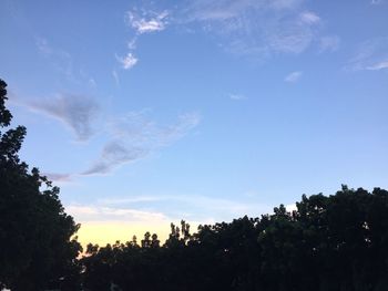 Low angle view of trees against blue sky