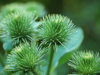 Close-up of green plant