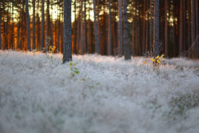 Pine trees in forest during winter