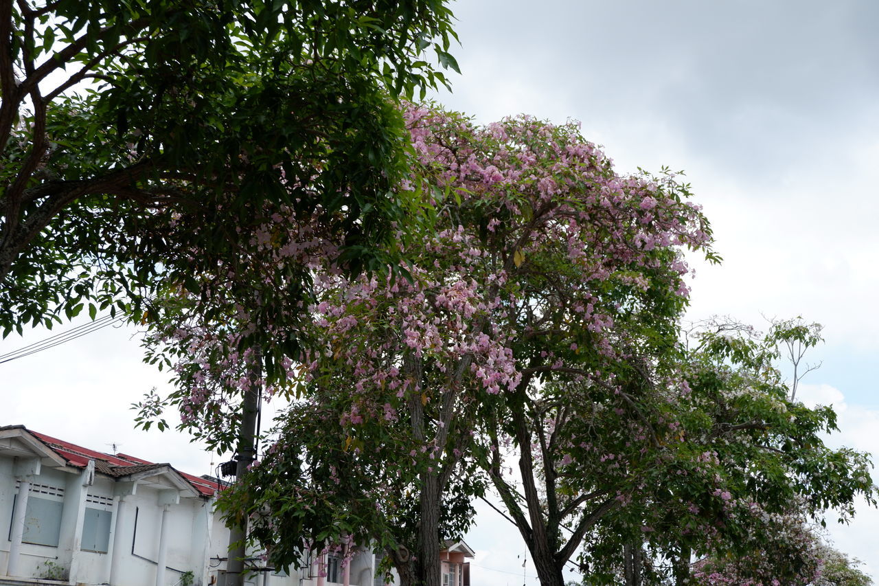 LOW ANGLE VIEW OF FLOWERING TREE AGAINST SKY