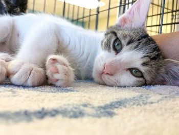 Close-up portrait of a cat resting